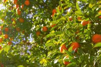 orange-trees-1149584_1920